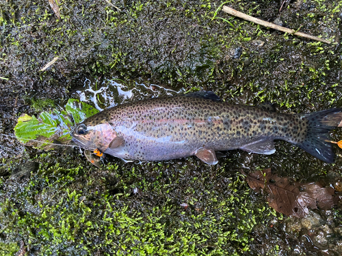 ニジマスの釣果