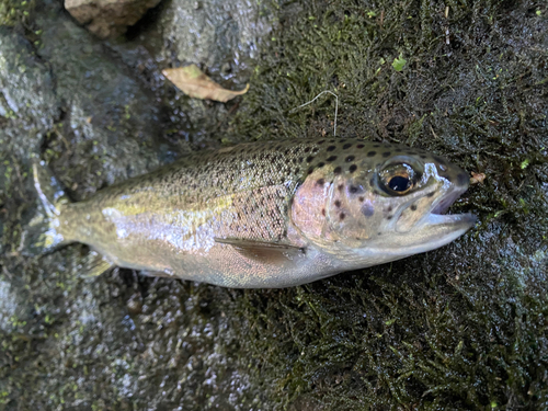 ニジマスの釣果