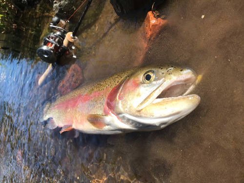 ニジマスの釣果