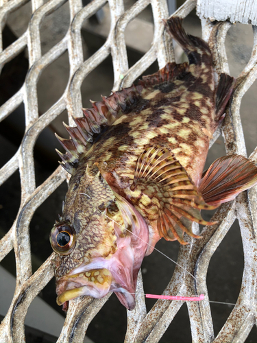 カサゴの釣果