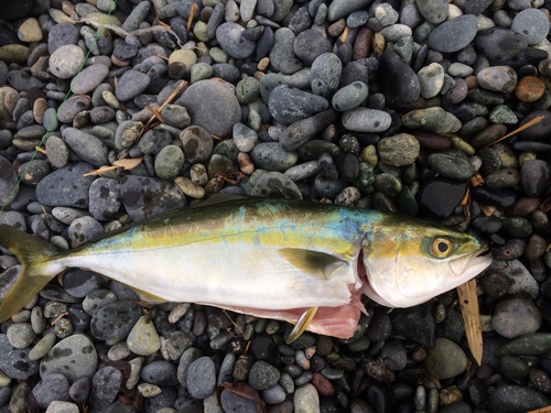 ワカシの釣果