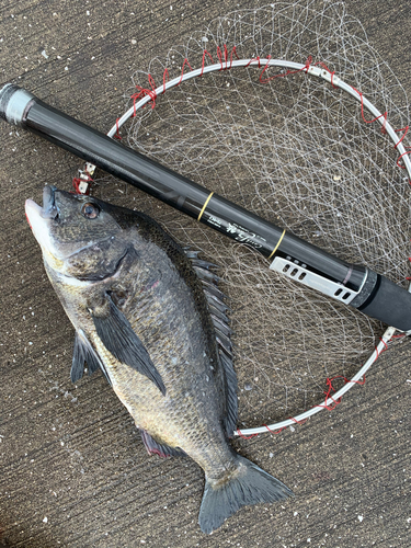 チヌの釣果