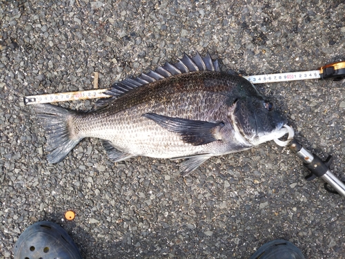 クロダイの釣果