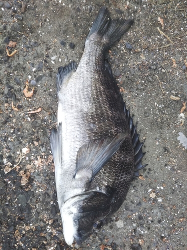 クロダイの釣果