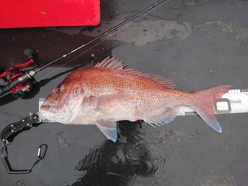 マダイの釣果