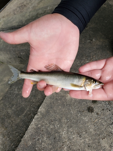 アユの釣果