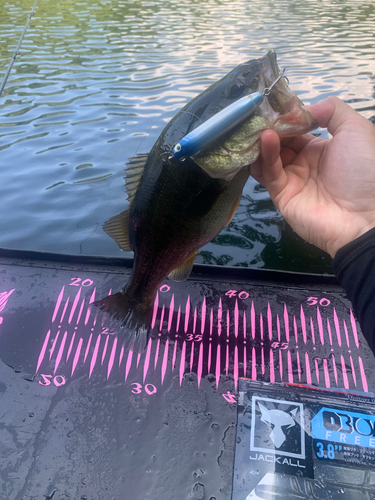 ブラックバスの釣果