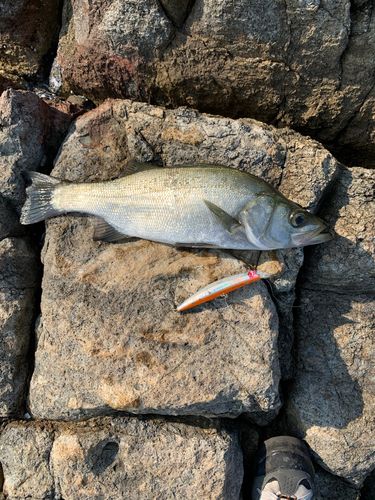 ヒラスズキの釣果