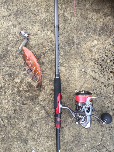 アコウの釣果