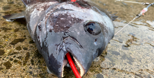 イシダイの釣果