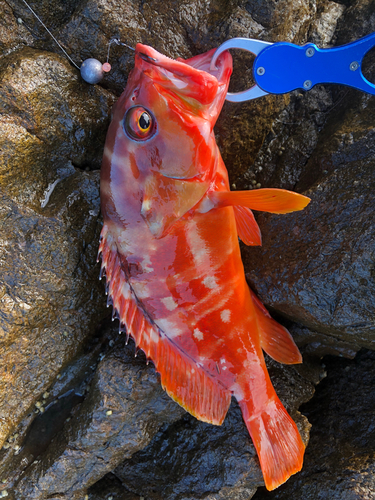 アカハタの釣果