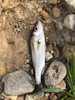 フッコ（マルスズキ）の釣果