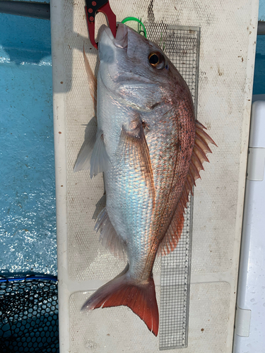 マダイの釣果