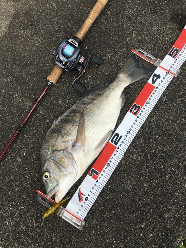 クロダイの釣果