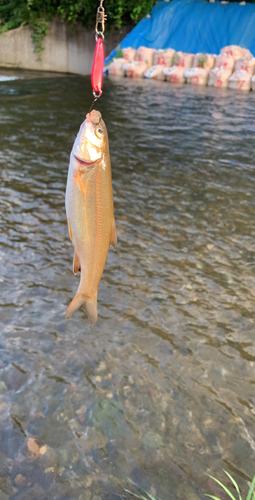 ウグイの釣果