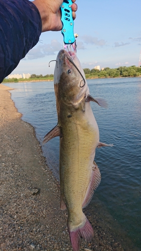 アメリカナマズの釣果