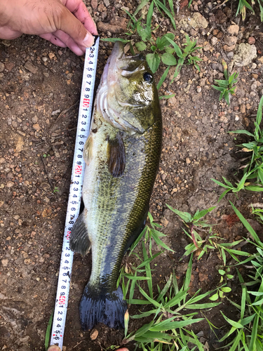 ブラックバスの釣果