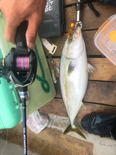 イナダの釣果