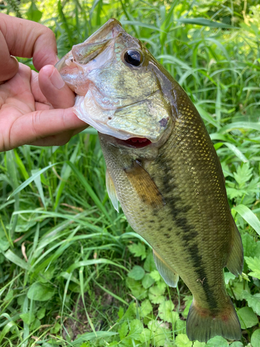 ブラックバスの釣果