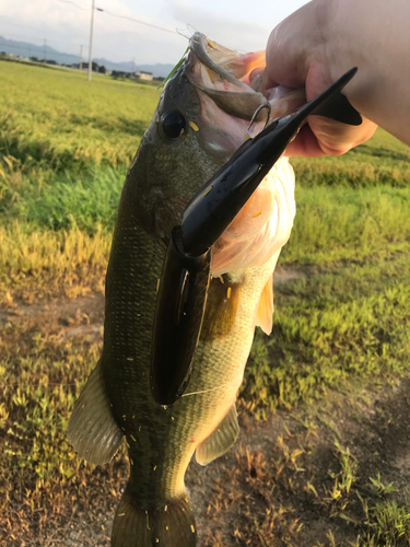 ブラックバスの釣果