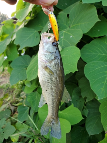 ブラックバスの釣果