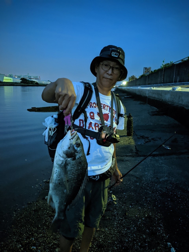 キビレの釣果