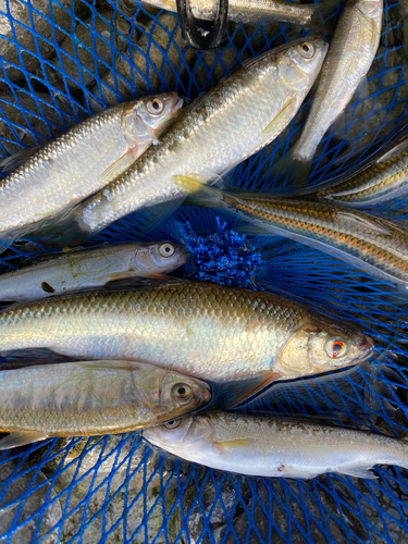 オイカワの釣果