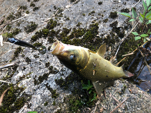 コイの釣果