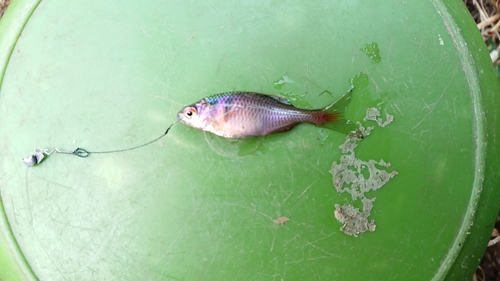 タイリクバラタナゴの釣果