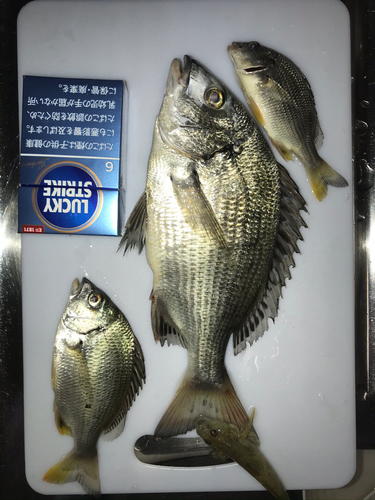 キビレの釣果