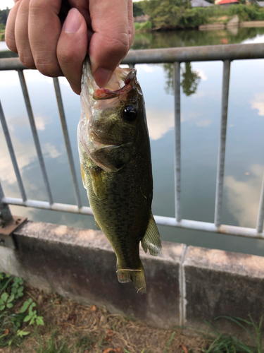 ラージマウスバスの釣果