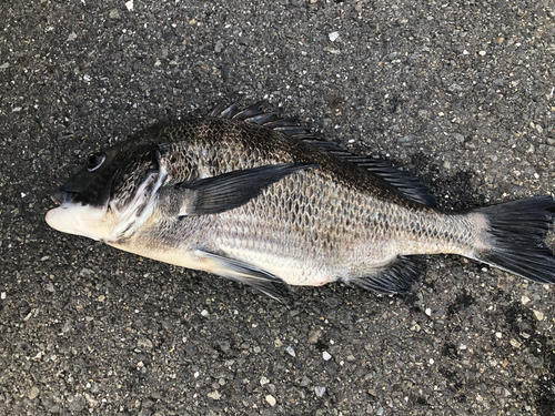 クロダイの釣果