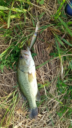 ラージマウスバスの釣果