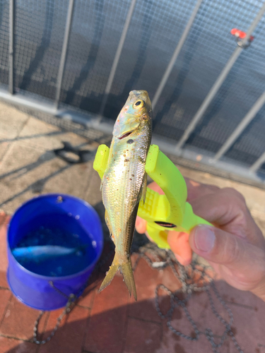 コノシロの釣果