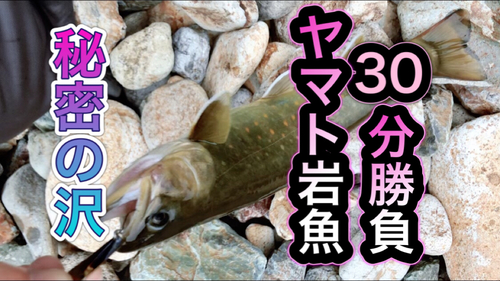 ヤマトイワナの釣果