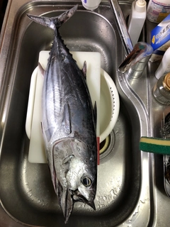 カツオの釣果