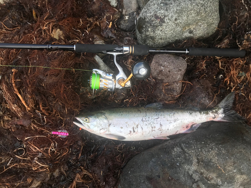 カラフトマスの釣果