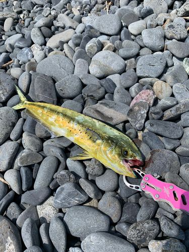 シイラの釣果