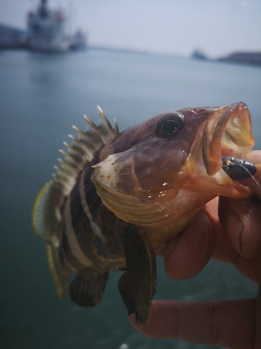 アオハタの釣果