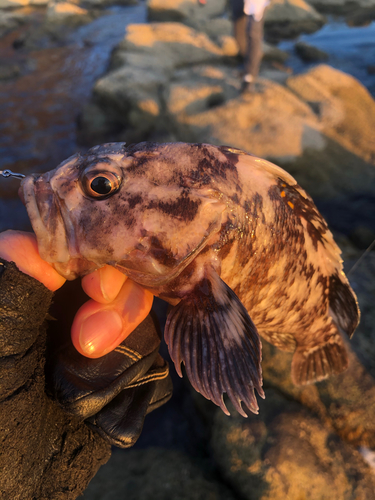 オウゴンムラソイの釣果