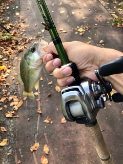ラージマウスバスの釣果