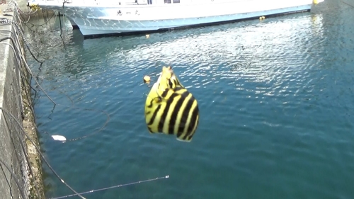 カゴカキダイの釣果