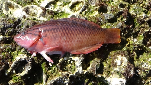 アカササノハベラの釣果