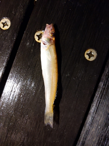 シロギスの釣果