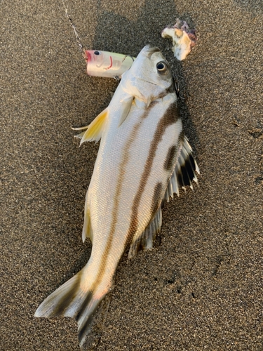 コトヒキの釣果