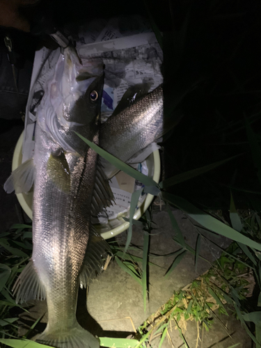 シーバスの釣果