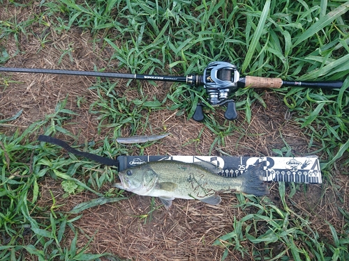 ブラックバスの釣果