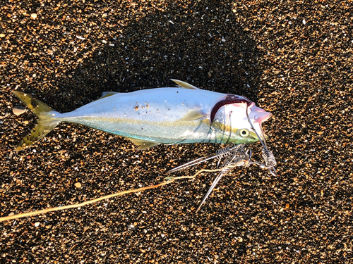 イナダの釣果