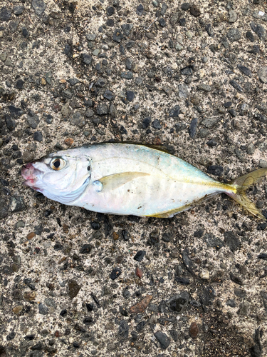 ショゴの釣果