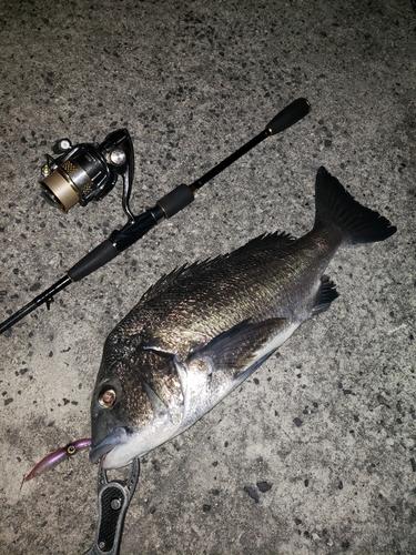 クロダイの釣果